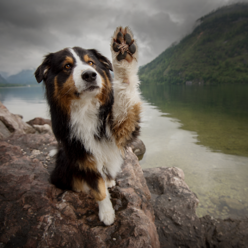 How To Teach your dog to High Five