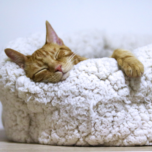 Cat Beds NZ
