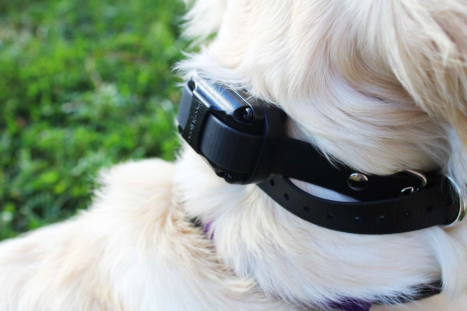 Educator E-Collars on Golden Retriever Humaine and Safest Shock Collars on the Market