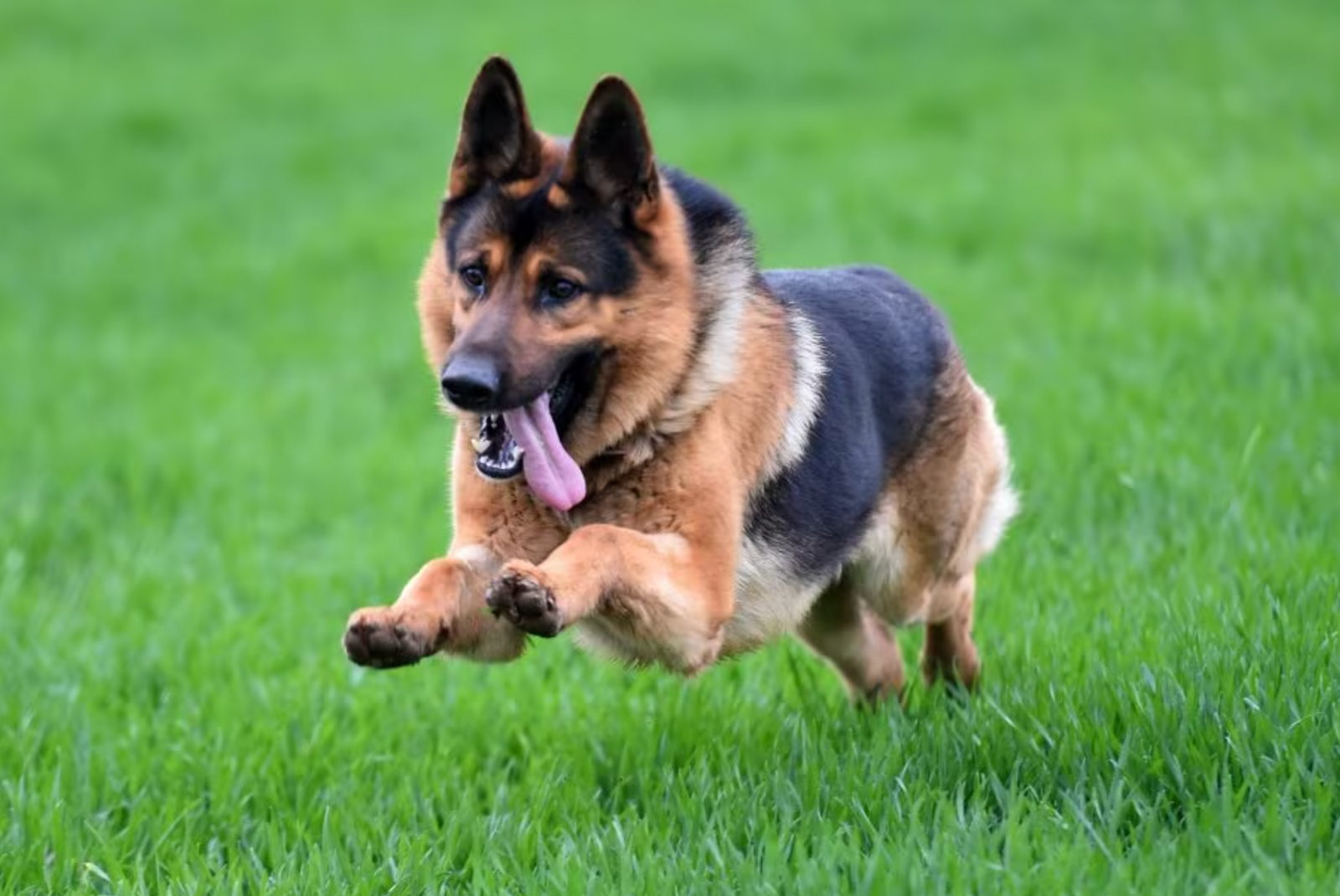 Working Dog E-Collars German Shepherd