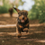 Happy dog running freely with his training e-collar on