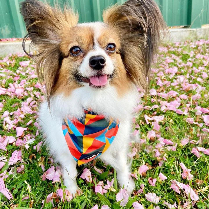 Monsoon Punch Bandana