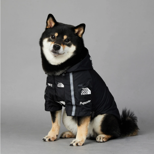front_of_the_waterproof_jacket_on_a_husky