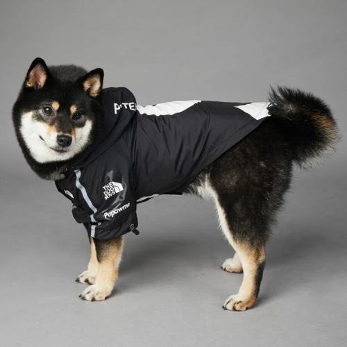 Alaskan_Malamute_wearing_hooded_rain_jacket_side_veiw