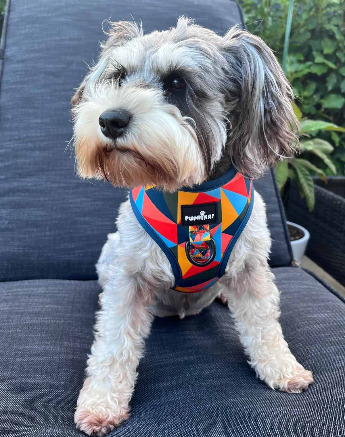 Monsoon Punch Standard No-Pull Harness