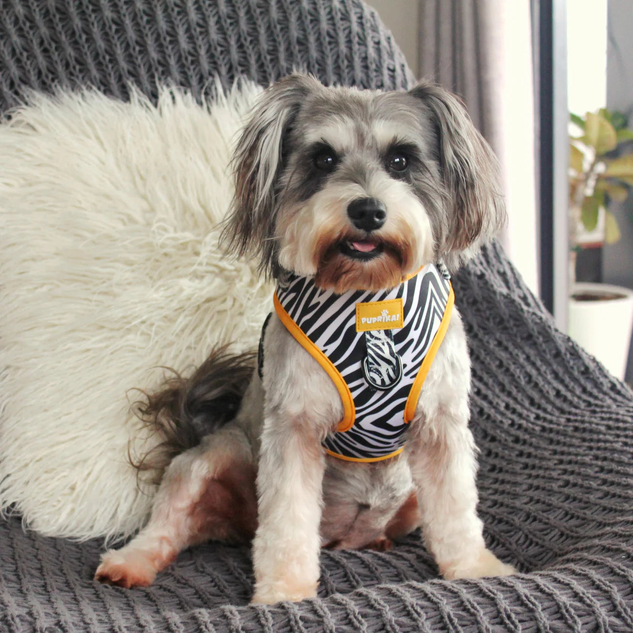 Zesty Zebra Standard No-Pull Harness