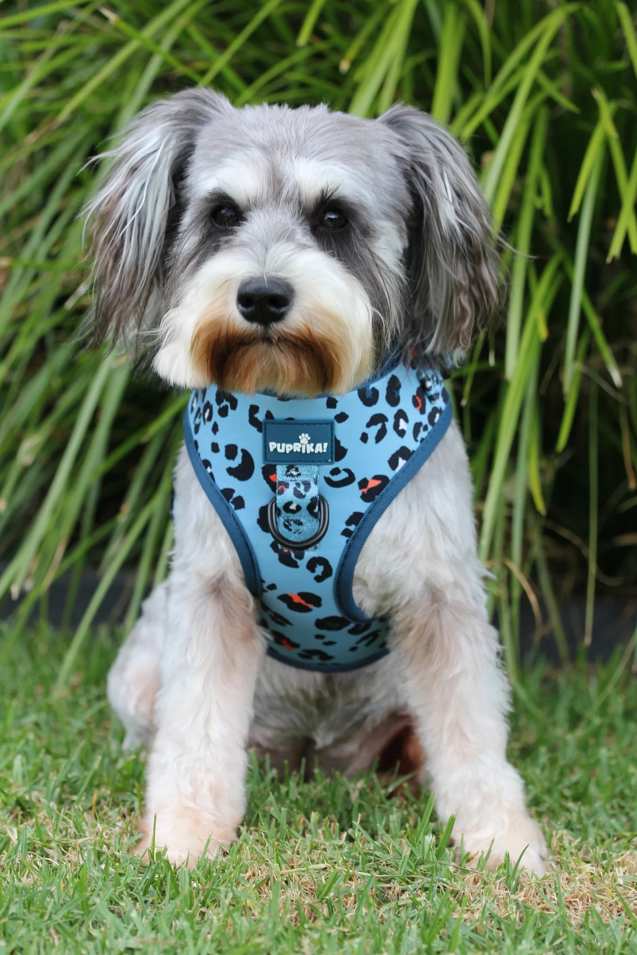 Sugar & Spice Standard No-Pull Harness