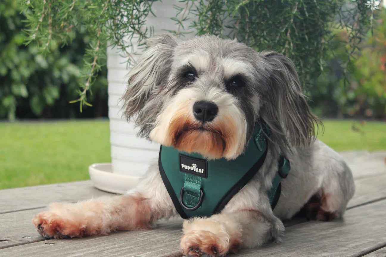 Bay Leaves Standard No-Pull Harness