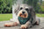 Bay Leaves Standard No-Pull Harness