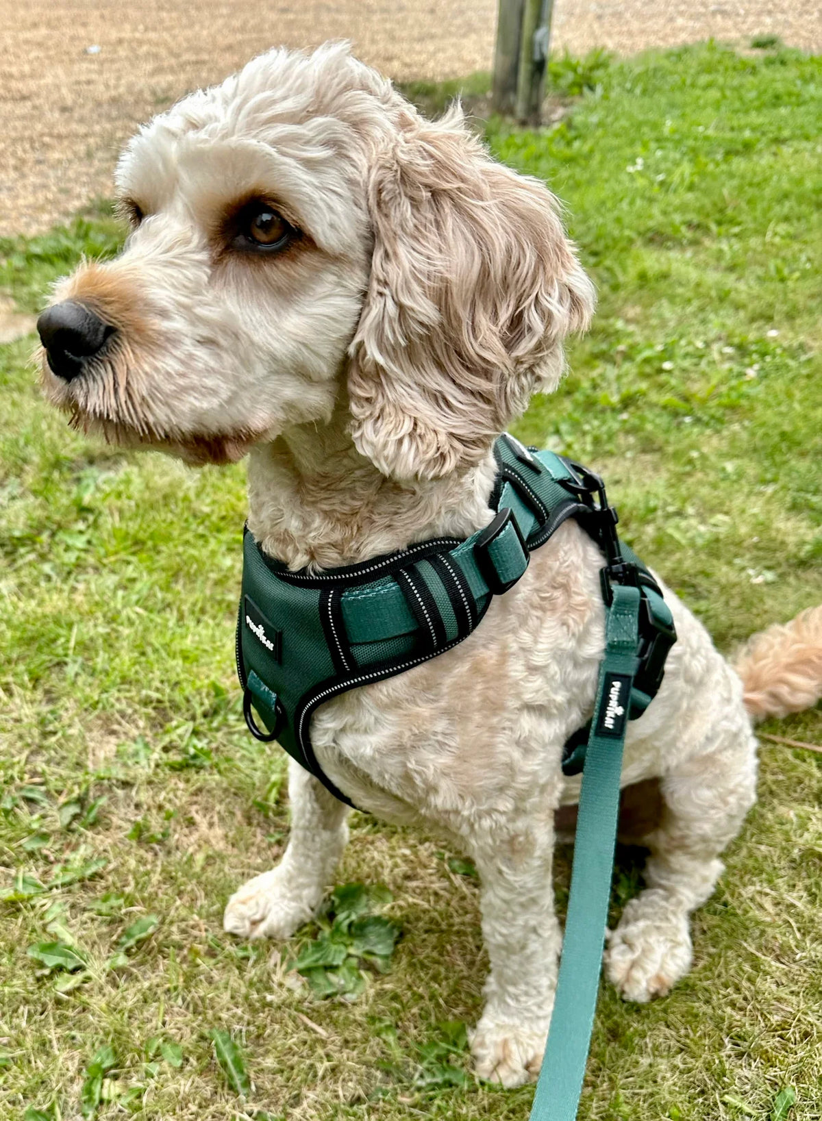 Bay Leaves Oxford Heavy Duty No-Pull Harness