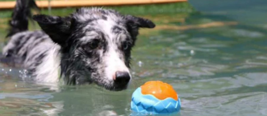 Dog fetching a Anything Pets Ultra Ball floating toy 