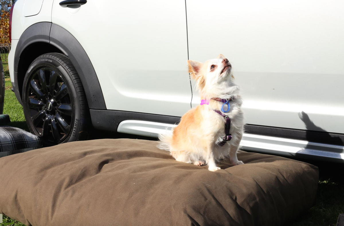 brown adventure bed with small chihuahua on there