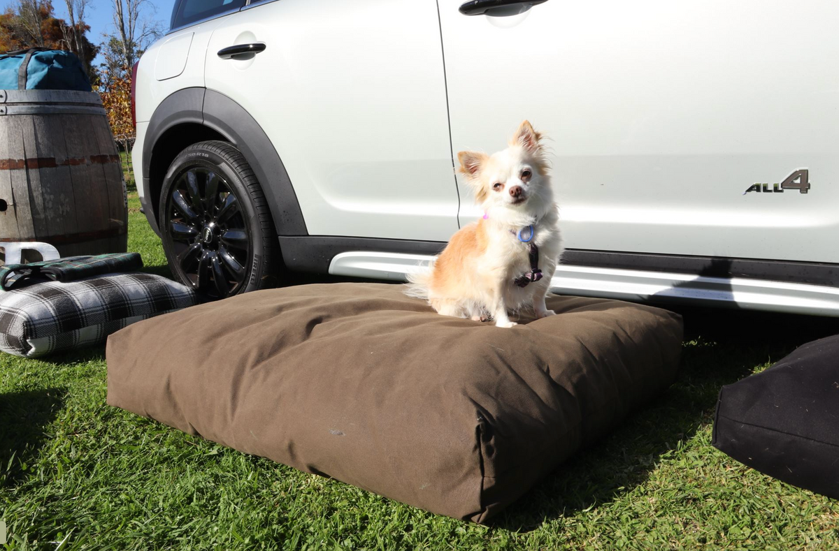 chihuahua on brown adventure dog bed New Zealand made