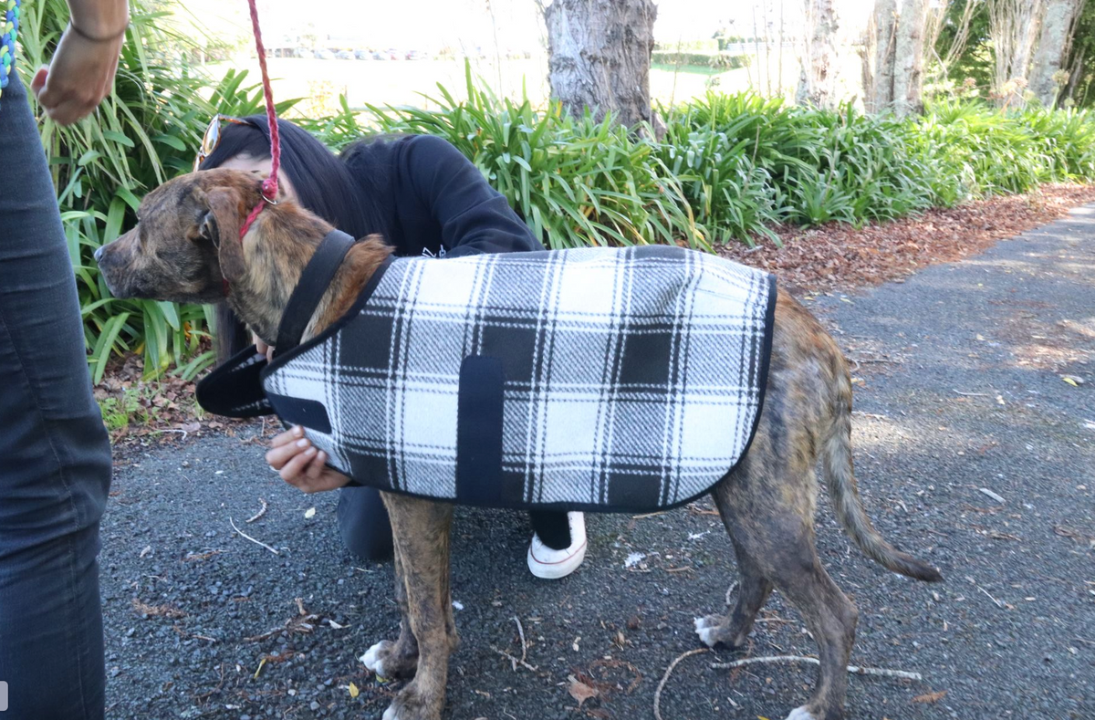 Adventure Dog Coat | Out and about