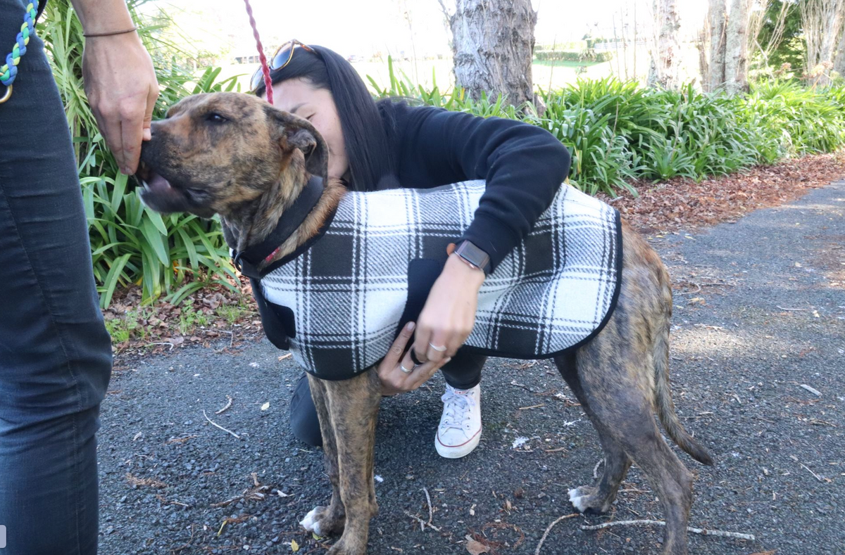 Adventure Dog Coat | Out and about