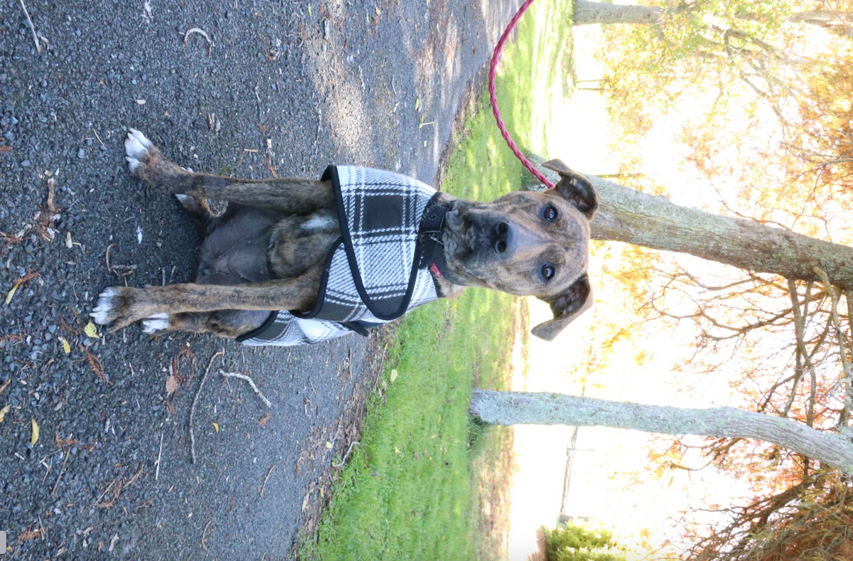 Adventure Dog Coat | Out and about