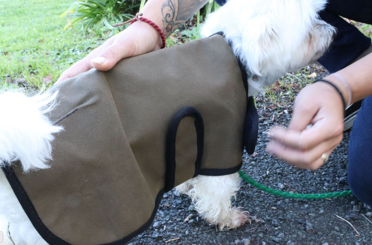Adventure Dog Coat | Out and about