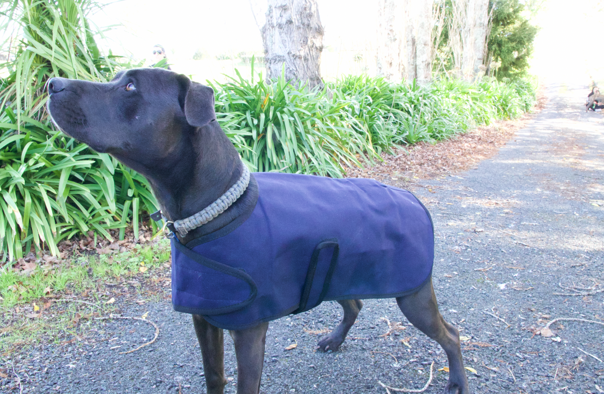 Adventure Dog Coat | Out and about