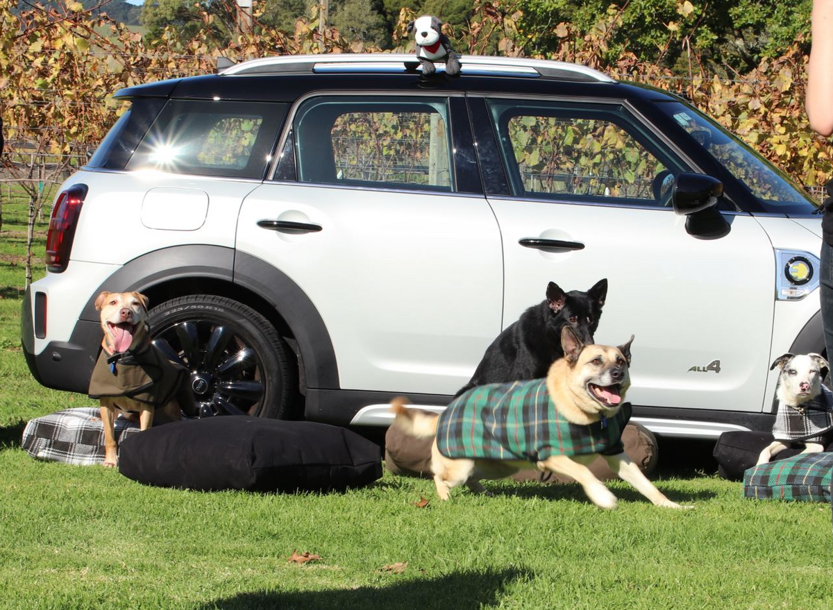 Adventure Dog Coat | Out and about