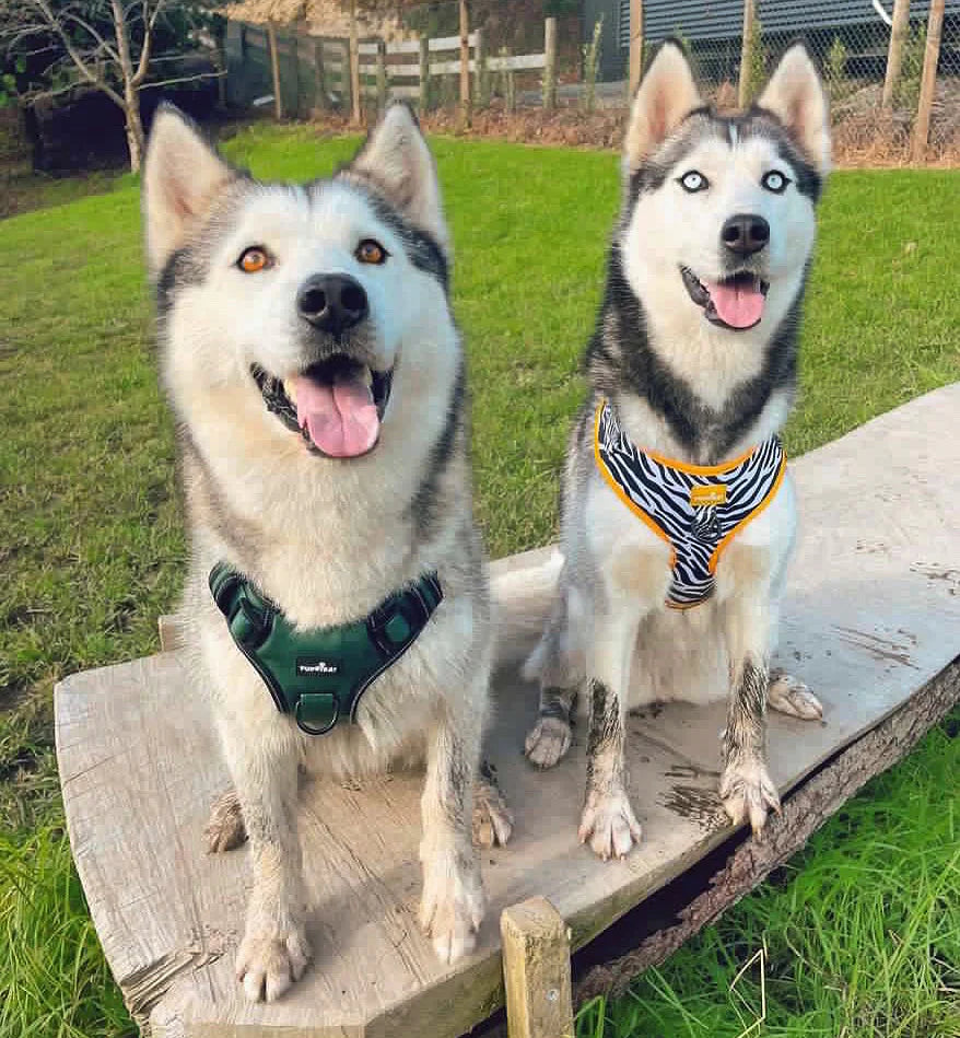 Bay Leaves Oxford Heavy Duty No-Pull Harness