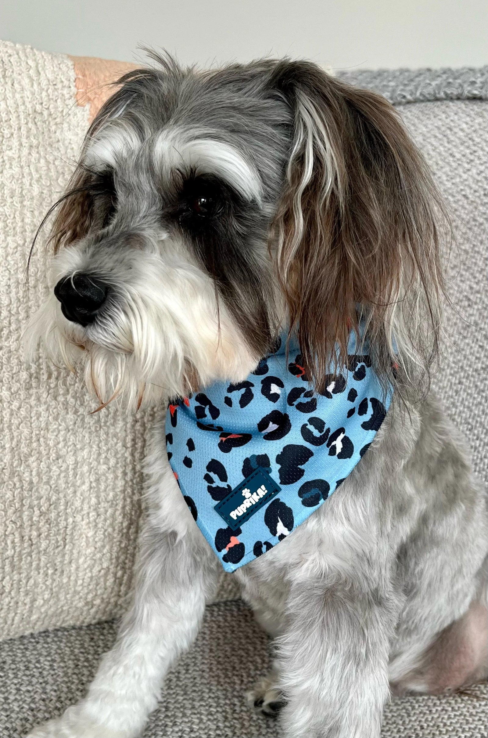 Sugar & Spice Bandana