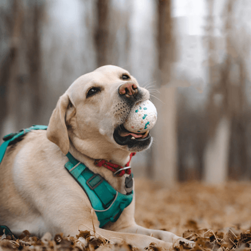 A dog laying on the ground with an Anything pets Float Toy in its mouth.