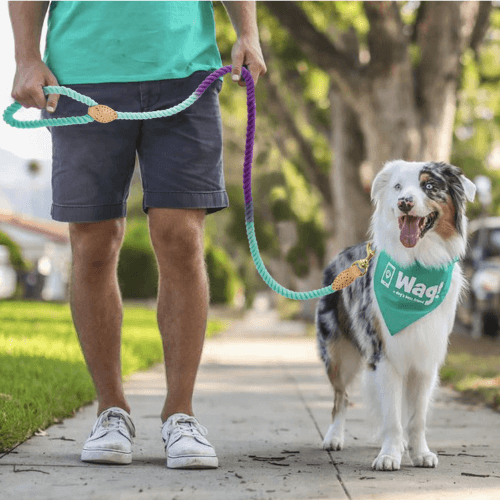 man walking dog with anything pets purple and blue dog lead.