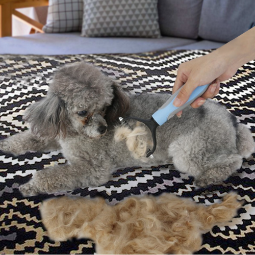 Brushing_Combing_Poodle_With_Detangle_Brush