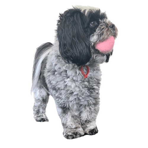 Anything Pets Smart ball