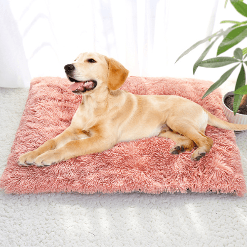 A dog laying on an Anything Pets Thick Cozy Bed next to a potted plant.