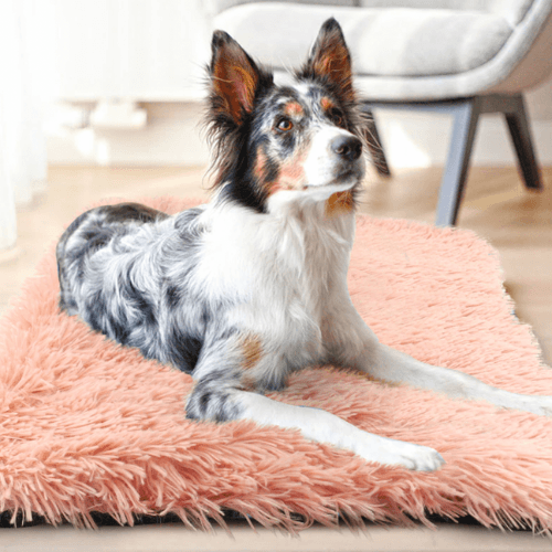 An Anything Pets Thick Cozy Bed with the Anything Pets logo, upon which a dog is laying, in a living room.