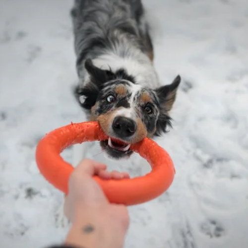 Fetch_Ring_Dog_Toy_Tenslon_Sheep_dog_collie_playing_tug_of_war
