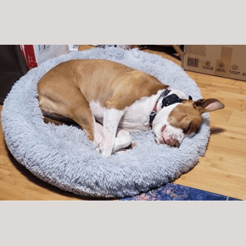 Sleeping  dog on Anything Pets Calming Doughnut bed.