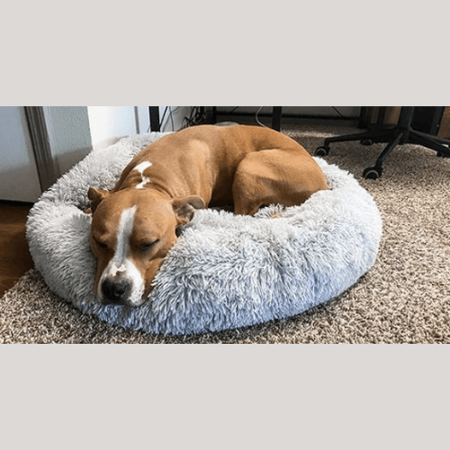 Staffy Relaxing on Anything Pets Calming Doughnut Bed